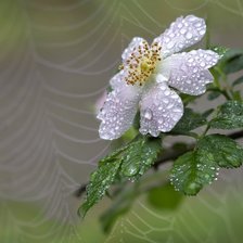 Цветок шиповника и паутина