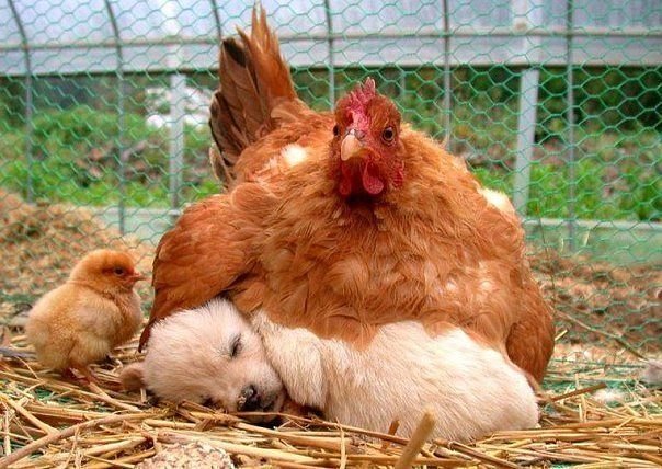Мама с детками - цыпленок, щенок, курица - оригинал