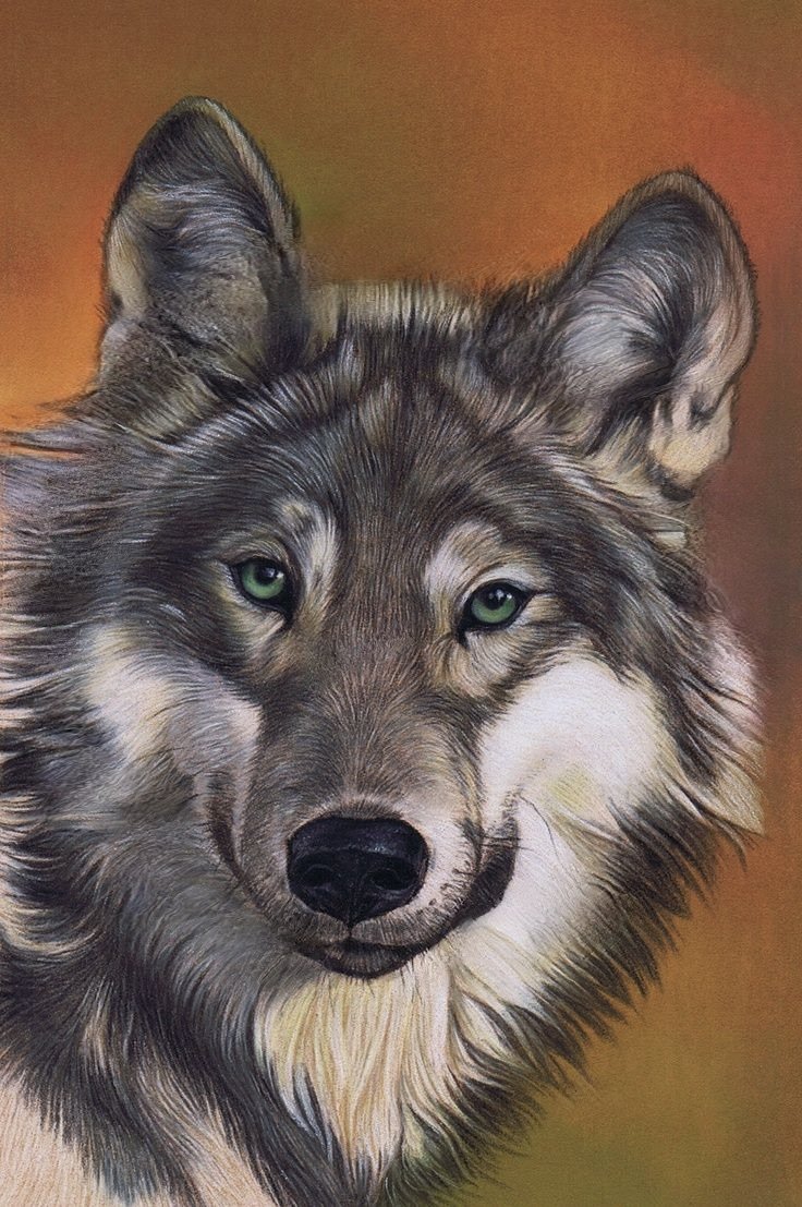 серый волк - природа, волк, звери - оригинал
