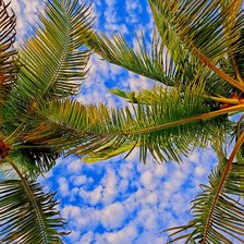 Схема вышивки «Пальмы, лето,небо»