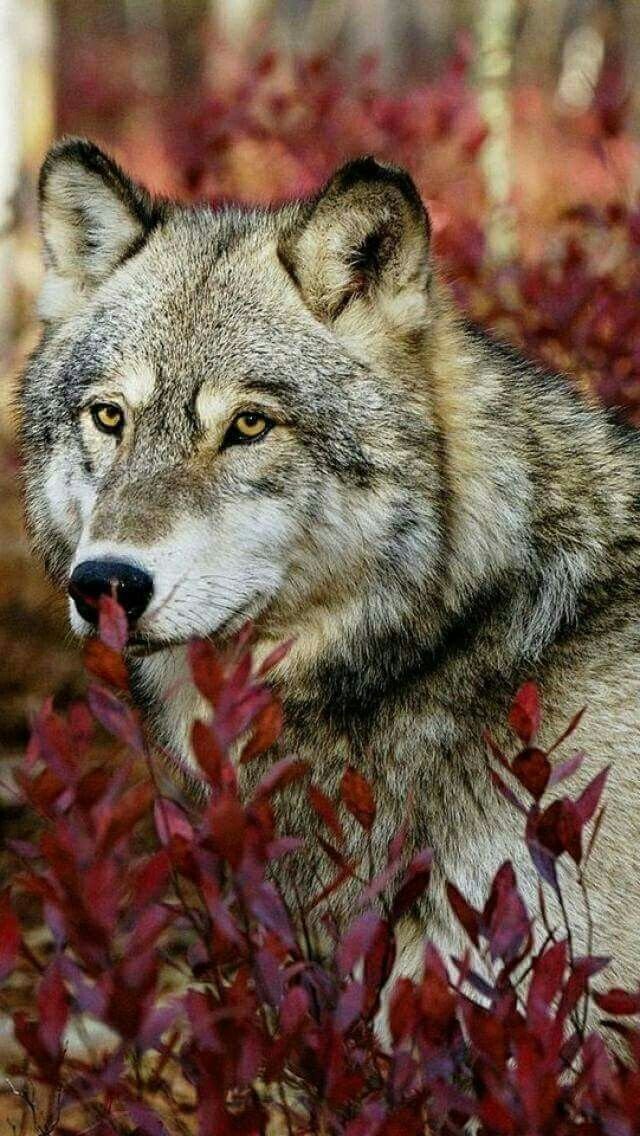 Волк в лесу - лес, волк, природа - оригинал