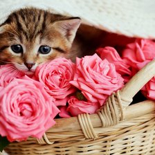Схема вышивки «Карзинка с розами и котёнком»