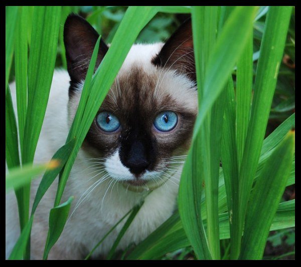 Котик с голубыми глазками - голубые глаза, зелень, кот, трава - оригинал