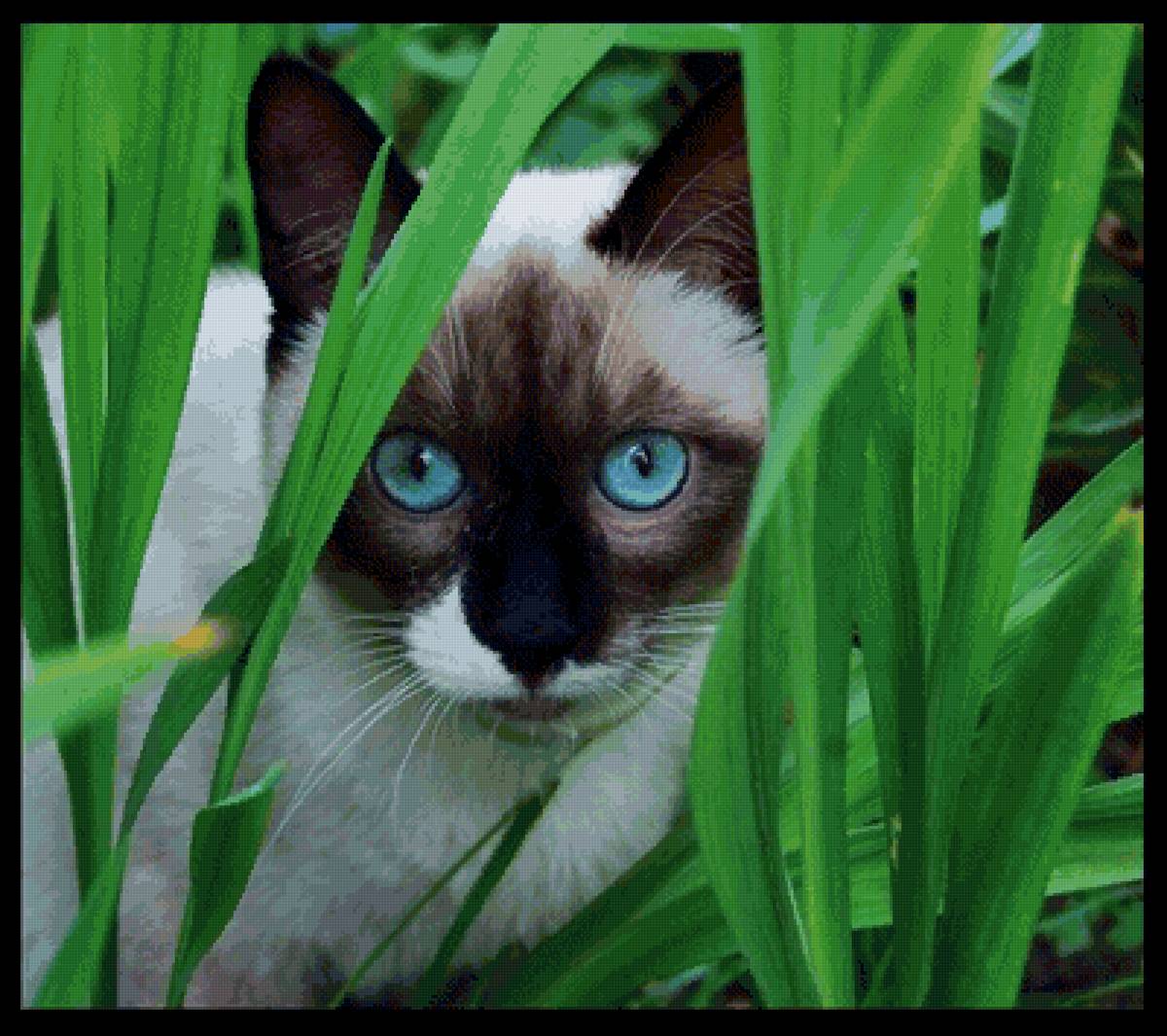 Котик с голубыми глазками - зелень, трава, голубые глаза, кот - предпросмотр