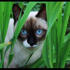 Оригинал схемы вышивки «Котик с голубыми глазками» (№2549407)