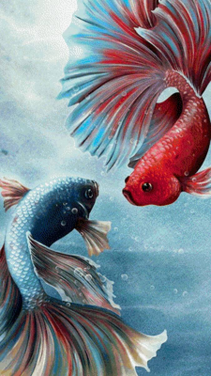 Петушки-забияки - аквариум, рыбки - предпросмотр