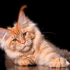 Схема вышивки «maine coon»