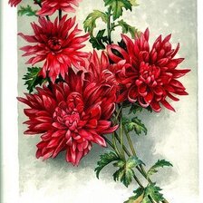 Красные хризантемы