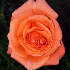 Rosa de varias tonalidades rosáceas.