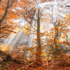 Солнечные лучи в осеннем лесу