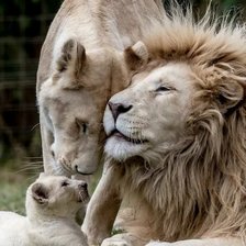 Семья львов