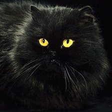 Котёнок Черныш 3