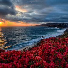 Море и цветы