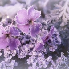 Схема вышивки «Зимние цветы»