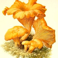 Схема вышивки «грибы лисички»