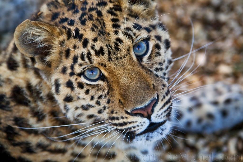 леопард - дмс, леопард, кошки, глаза - оригинал