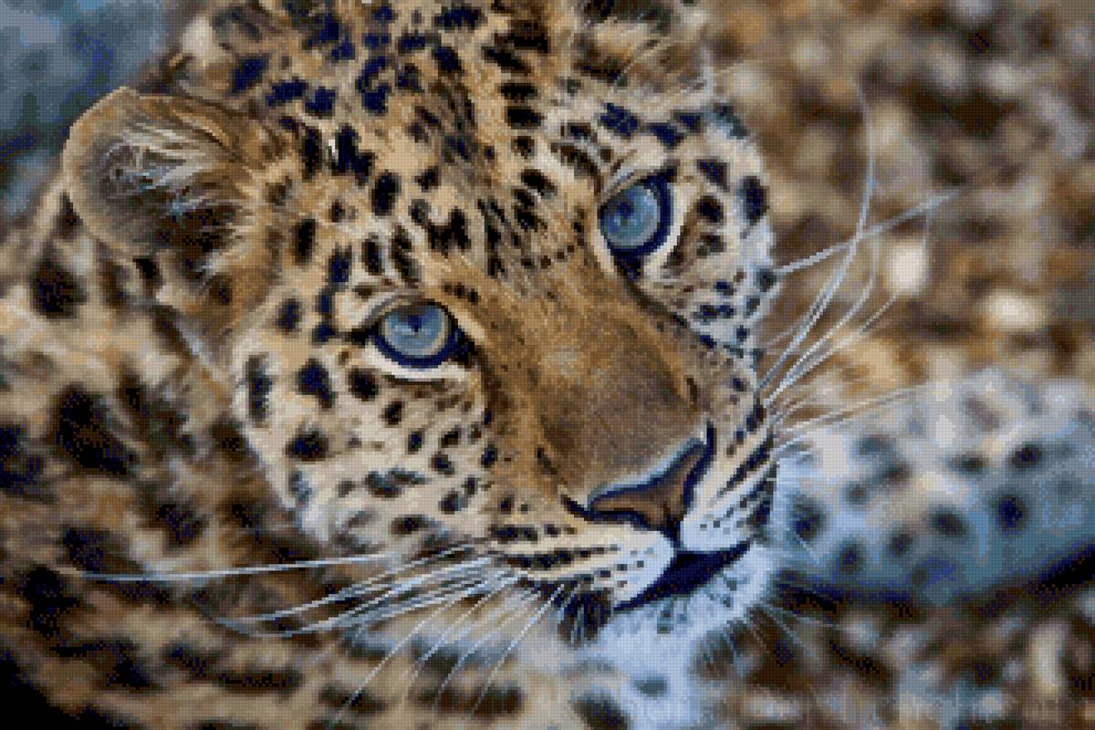 леопард - леопард, дмс, глаза, кошки - предпросмотр