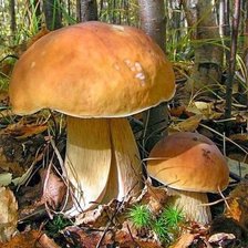 подушка белые грибы