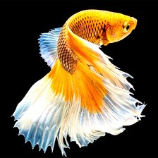 Оригинал схемы вышивки «Золотая рыбка» (№2670888)