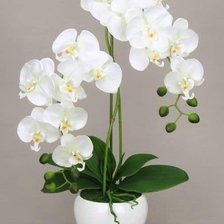 Оригинал схемы вышивки «орхидея белая» (№2670908)