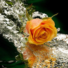 Оригинал схемы вышивки «Роза в воде» (№2672775)