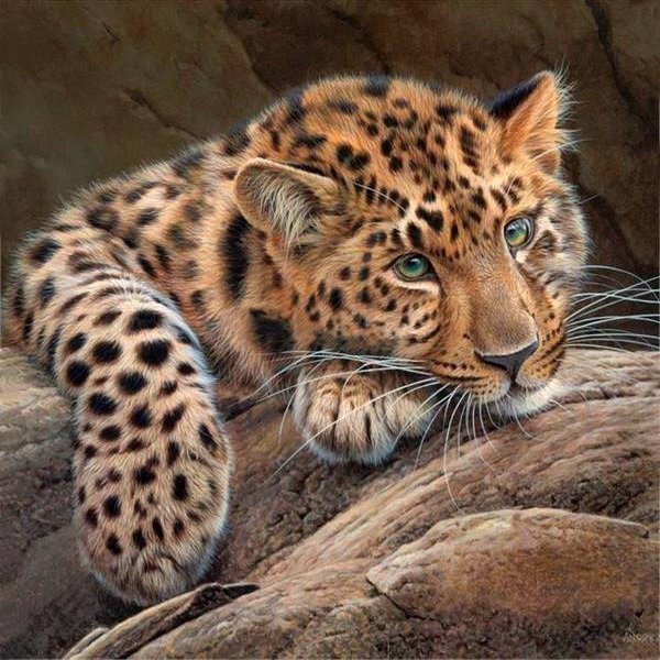 Леопард - коты, леопард, животные - оригинал