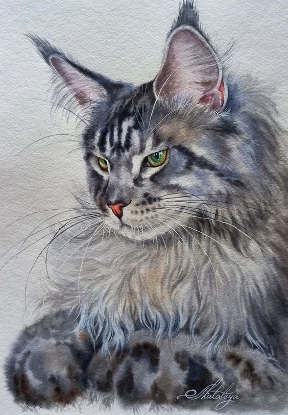 Мейн-кун - кот, живопись, домашние животные - оригинал