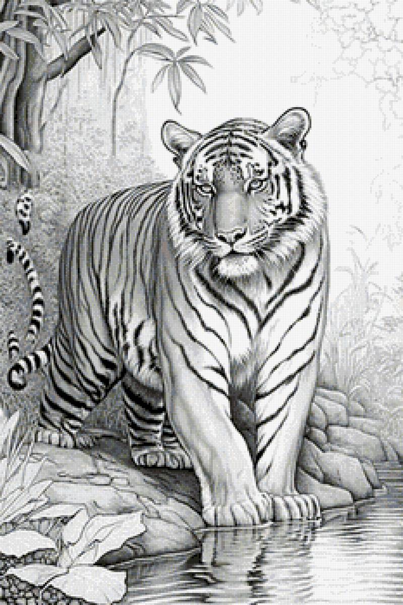 Водные процедуры - тигр, дикий зверь - предпросмотр