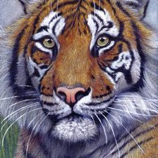 Оригинал схемы вышивки «Тигр» (№2697373)