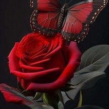 Rosa roja y mariposa roja