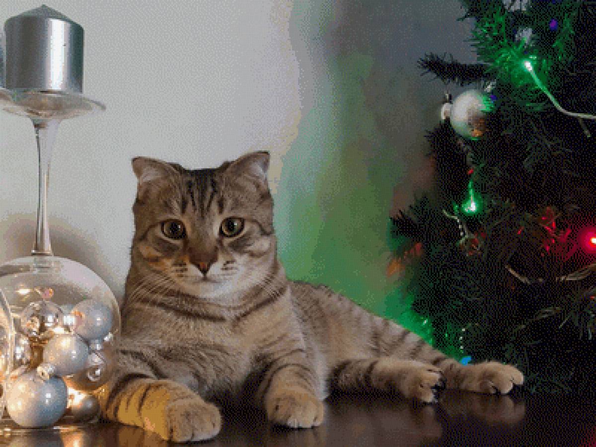 Кот в Новый год - предпросмотр