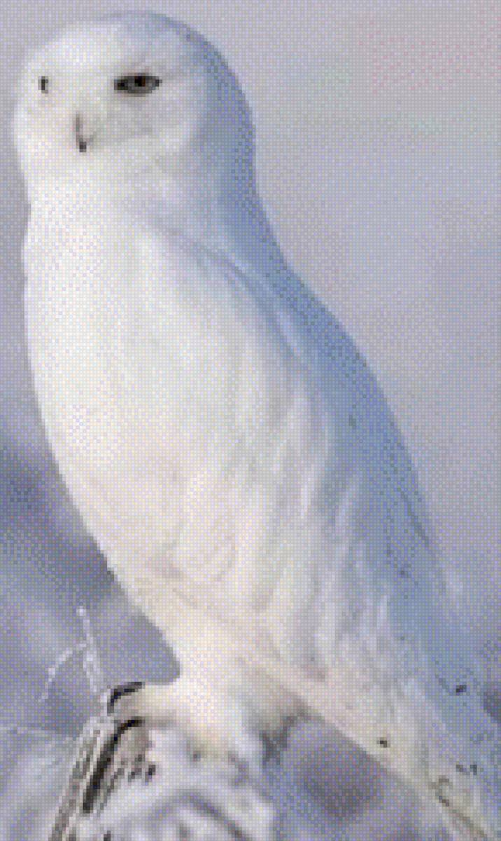 Lechuza Blanca - animal, nieve, volar, blanca, lechuza - предпросмотр