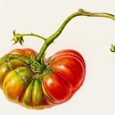 Схема вышивки «tomate»