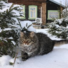 Схема вышивки «Вышел погулять»