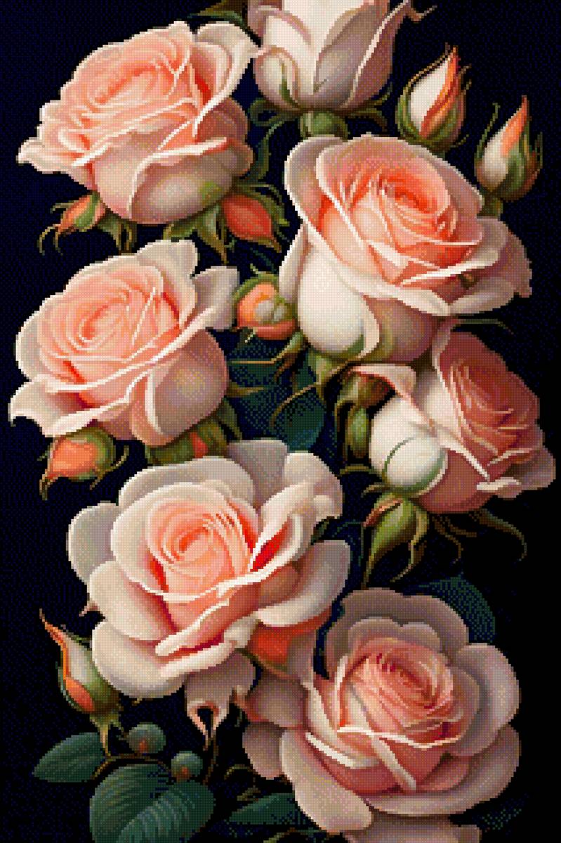 Розы - цветы цветок розы роза - предпросмотр