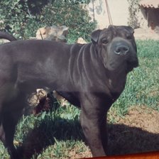 Схема вышивки «Mi Rugui precioso.Un Sharpei»