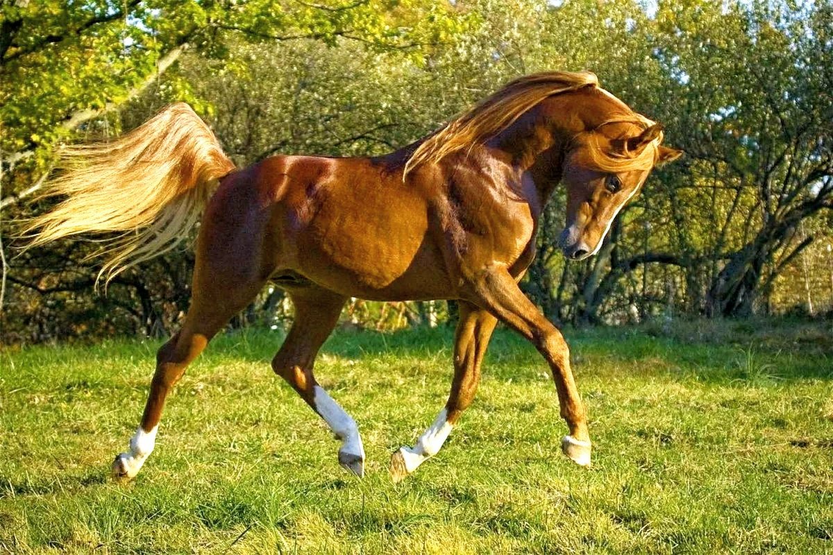 №2749250 - конь, животные - оригинал