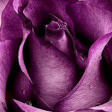 Оригинал схемы вышивки «Пурпурная роза» (№2755433)