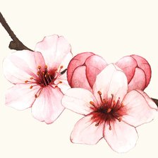 Схема вышивки «Цветы сакуры»