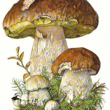 Оригинал схемы вышивки «грибы» (№2759222)