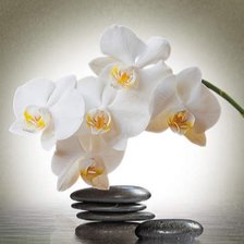 Схема вышивки «Орхидея  на камнях»