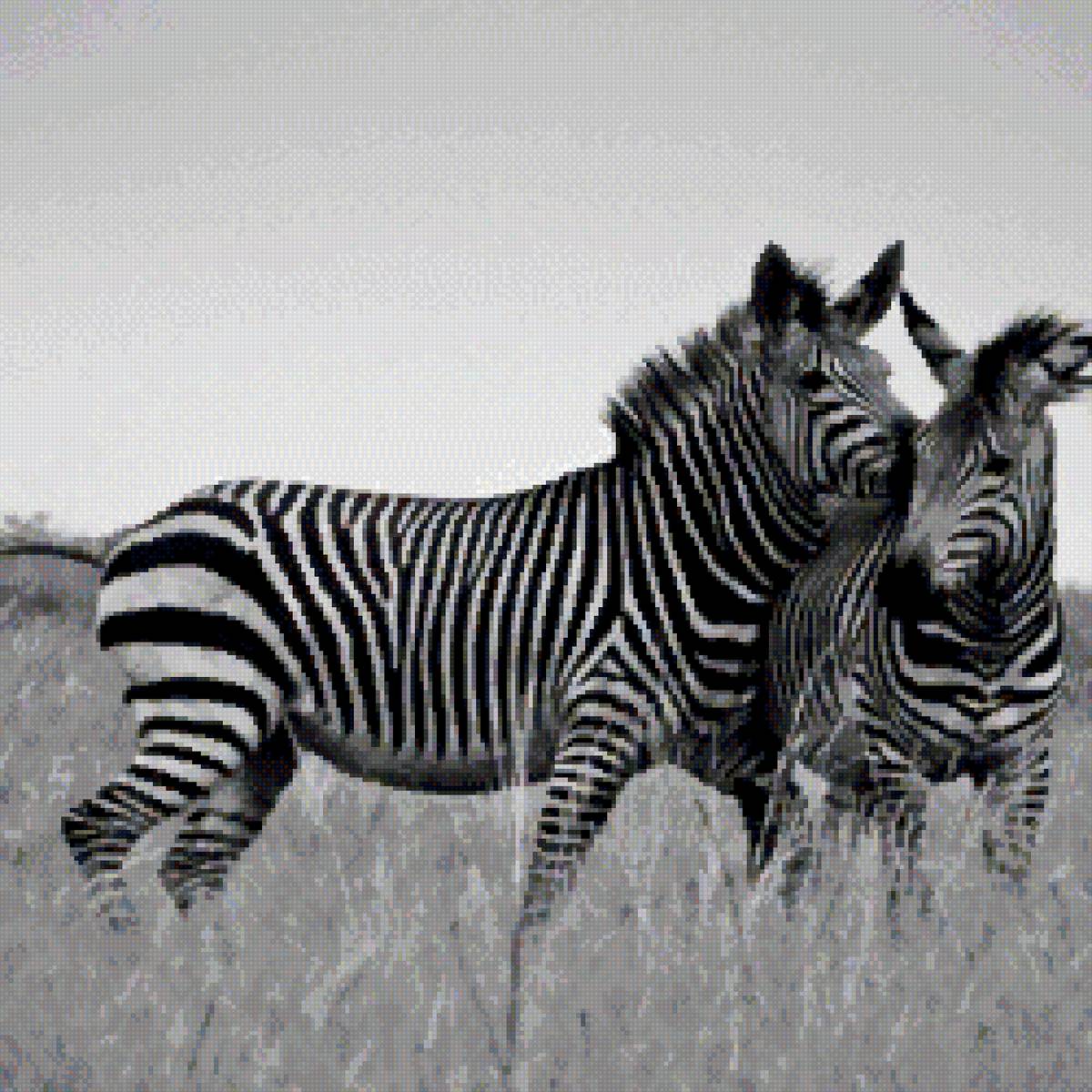 №2767334 - зебра, животные, африка - предпросмотр