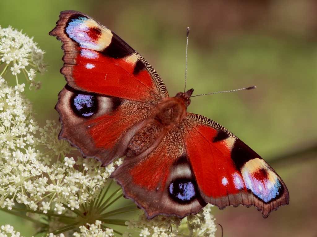 №2778245 - бабочка, природа - оригинал