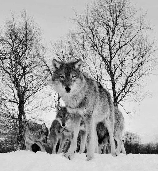 Этап процесса «Семейка волки»