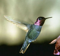 Kolibri00