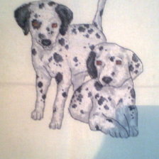 Работа «Далматинцы»