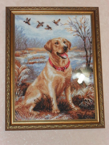 Работа «Вышивка крестиком "Лабрадор" Риолис»