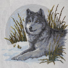 Работа «Одинокий волк»