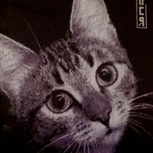 Работа «Грустный котик»