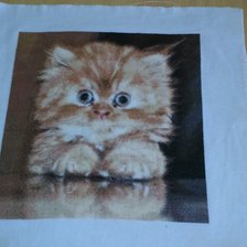 Работа «Кот»